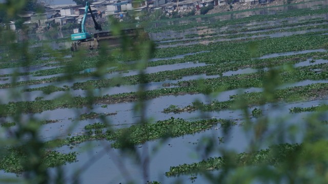 Sebuah Kendaraan berat sedang mengeruk eceng gondok di Waduk Pluit, Jakarta Utara, Selasa (19/2). Foto: Jamal Ramadhan/kumparan