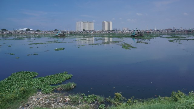 Sebuah Kendaraan berat sedang mengeruk eceng gondok di Waduk Pluit, Jakarta Utara, Selasa (19/2). Foto: Jamal Ramadhan/kumparan
