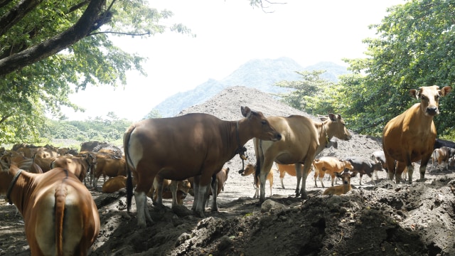 Ratusan ekor sapi yang masuk dan memakan sampah di lokasi Tempat Pembungan Akhir, Ternate, Maluku Utara. Foto: Layang Sutanto