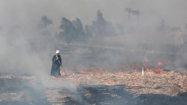 Warga membakar sisa tebu di lahan yang sudah di panen Foto: REUTERS/Amr Abdallah Dalsh