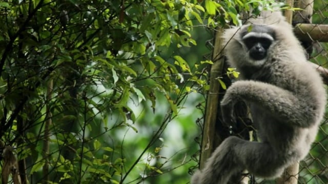 Owa Jawa, Gunung Malabar, Jawa Barat