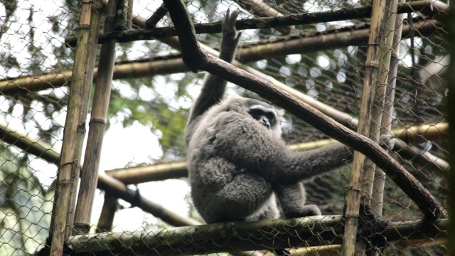 Seekor Owa Jawa berada di kandang hutan lindung Gunung Malabar, Jawa Barat. Foto: Dok. Javan Gibbon Center