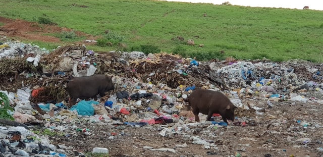 Ternak babi milik salah satu warga yang dibiarkan mencari makanan di area TPA Wae Rii, Desa Kolisia, Kecamatan Magepanda, Kabupaten Sikka. Foto oleh Mario WP Sina, florespedia/kumparan.com