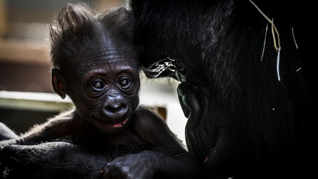 Seekor induk Gorila betina mencium bayi pertamanya yang berumur empat minggu di Taman Zoologi Saint-Martin-la-Plaine, Prancis. Foto: AFP/JEAN-PHILIPPE KSIAZEK