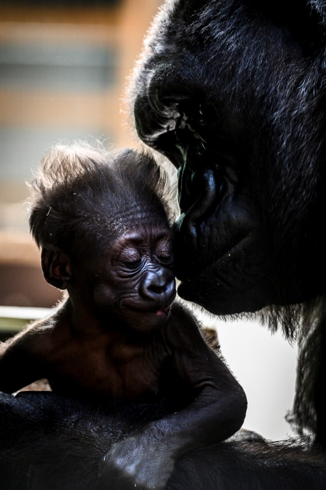 Foto: Bayi Gorila Pertama dalam 10 Tahun di Kebun Binatang ...