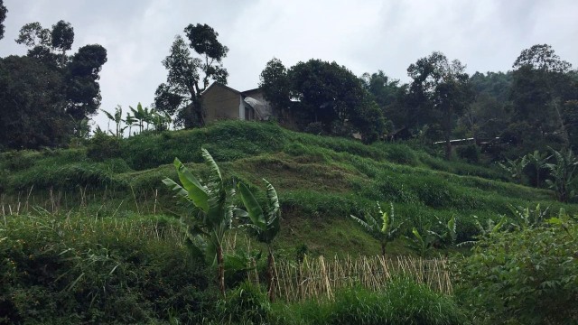KONTEN SPESIAL SESAR LEMBANG, Kampung Muril Rahayu