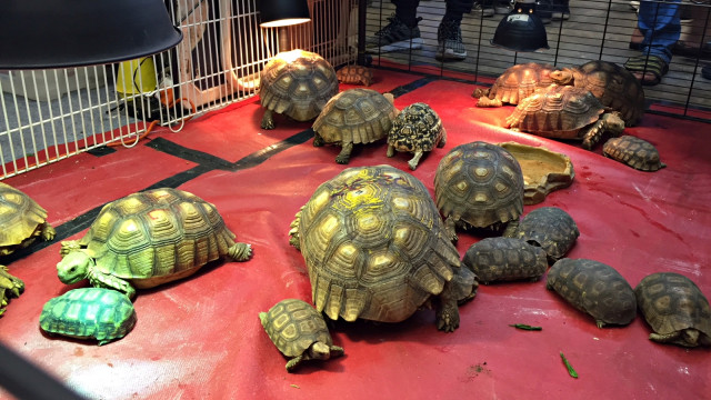 Hewan kura-kura dalam acara Jakarta International Pet Show 2019 di JIEXPO Kemayoran, Jakarta. Foto: Andesta Herli Wijaya/kumparan