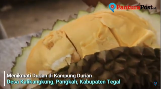 Video: Menikmati Durian Lembut dan Manis di Tegal