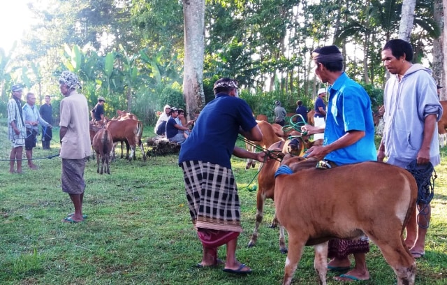 Tradisi Madeen di Desa Adat Susut, Buahan, Payangan, Gianyar, Mingggu (24/2) - kanalbali/KR11