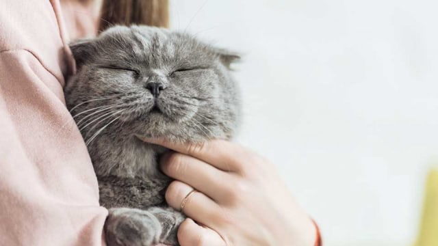 Adakah Hubungan Memelihara Kucing dengan Peluang Kehamilan Pasutri 