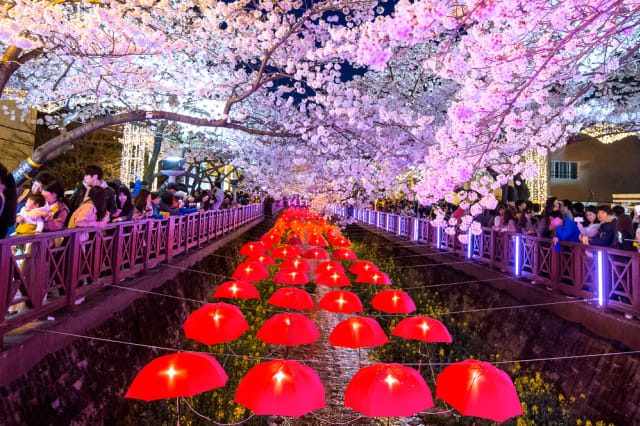 com-Festival Bunga Musim Semi di Korea Selatan Foto: Shutterstock