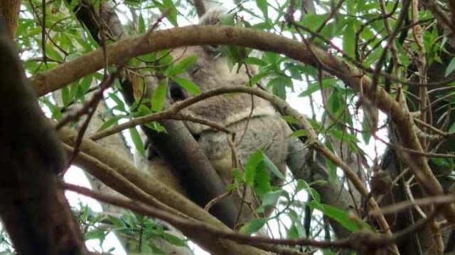 Seekor koala sedang tertidur di atas pohon dalam kawasan Cagar Alam Tower Hill di Victoria, Australia. Foto: Taufik Rahadian/kumparan