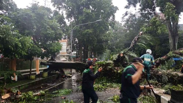 Pohon tumbang di Malang beberapa waktu lalu/ Foto: Dok jatimnow.com