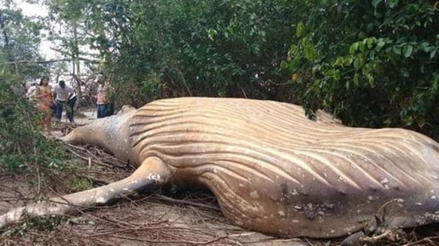 Seekor Paus Bungkuk terdampar di tengah hutan Amazon, Brazil Foto: istimewa