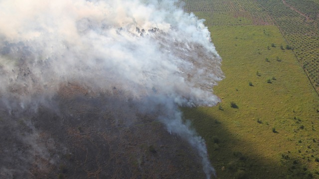 Kebakaran hutan dan lahan perkebunan sawit rakyat terjadi di sejumlah tempat di Desa Bukit Kerikil Bengkalis dan Desa Gurun Panjang di Dumai, Dumai Riau, Senin (25/2/2019). Foto: ANTARA FOTO/Aswaddy Hamid
