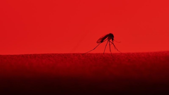 Ilustrasi nyamuk demam berdarah (foto: mims)