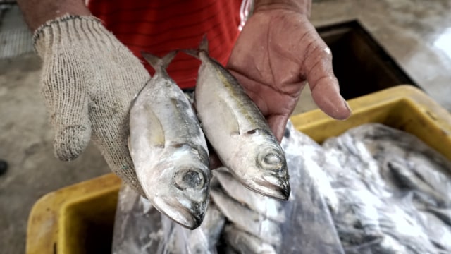 Pasar Ikan Modern (PIM) Muara Baru di Penjaringan, Jakarta Utara