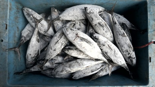 Pasar Ikan Modern (PIM) Muara Baru di Penjaringan, Jakarta Utara