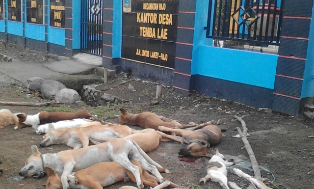 Bangkai anjing Depan Kantor Desa Tembalae, Kecamatan Pajo, Kabupaten Dompu Foto: Ilyas yasin/Info Dompu
