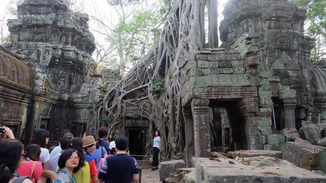 Pengunjung yang Ingin Berfoto di Pohon