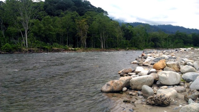 Keindahan alam Hutan Ketambe, Aceh Tenggara yang terletak di dalam Kawasan Ekosistem Leuser (KEL). Foto: Adi Warsidi 