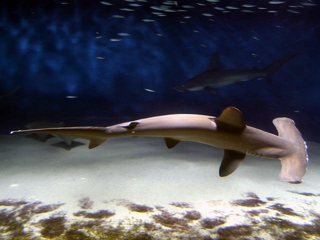 Ilustrasi hiu berkepala martil. Sumber Gambar: Pixabay.