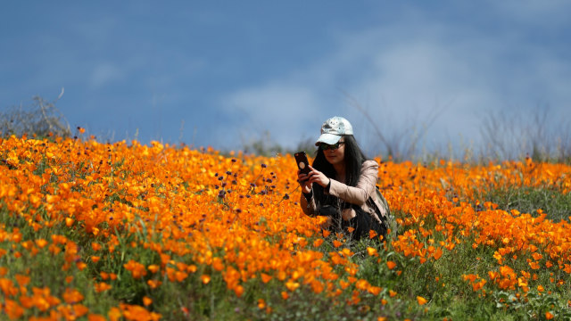 Bunga Poppy, California