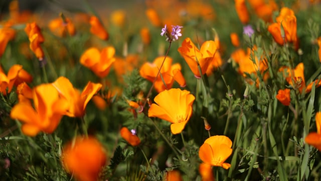 Bunga Poppy, California