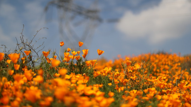 Bunga Poppy, California