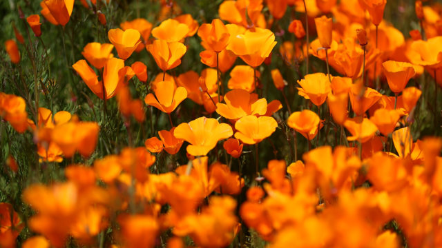 Bunga Poppy, California