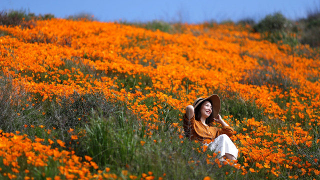 Bunga Poppy, California