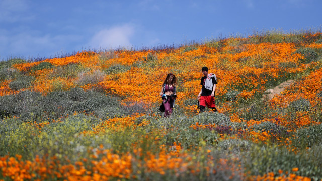 Bunga Poppy, California
