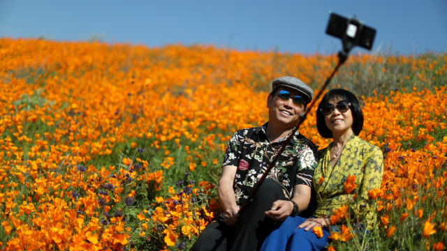 Bunga Poppy, California