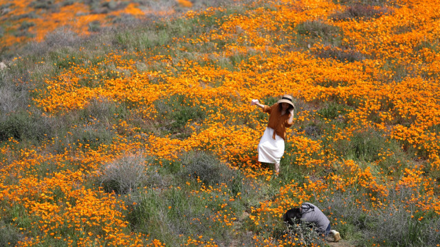 Bunga Poppy, California
