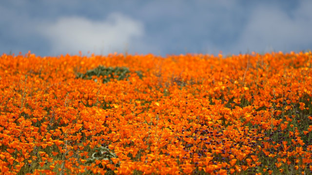 Bunga Poppy, California