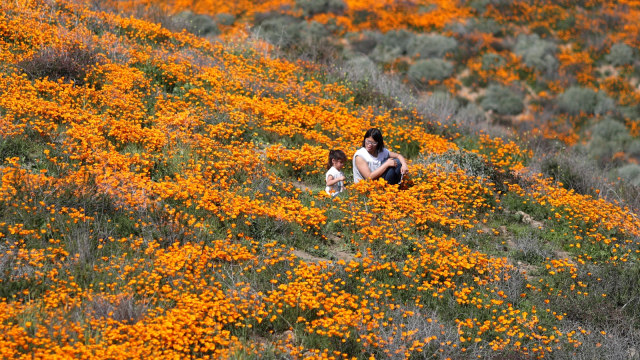 Bunga Poppy, California
