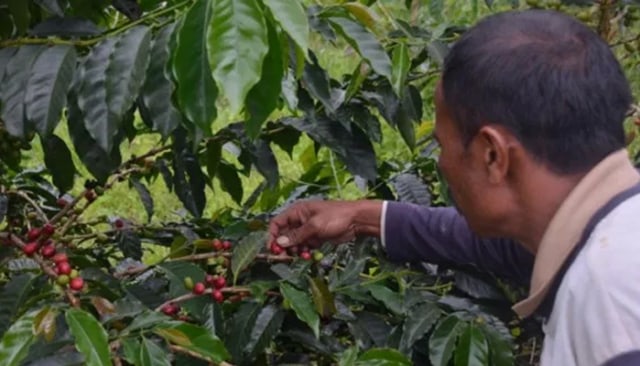 Enam Negara Minati Kopi Sumatera Utara 