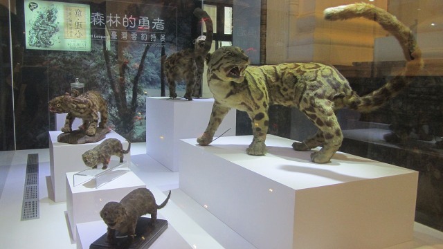 Macan dahan formosa atau Neofelis nebulosa brachyura, dinyatakan punah pada 2013