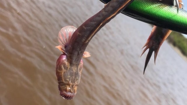 Ikan aneh yang ditemukan pemancing di Australia. Foto: Outback Boat Hire