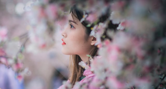 Ingin Menikmati Bunga Sakura Kamu Bisa Kunjungi 6 Tempat