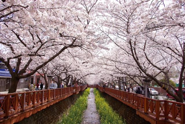 Ingin Menikmati Bunga Sakura Kamu Bisa Kunjungi 6 Tempat Ini