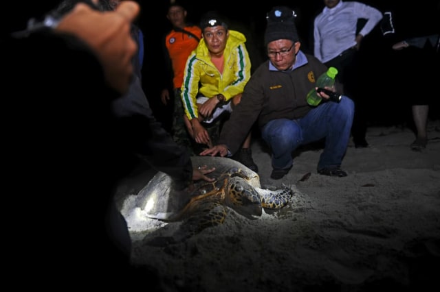 Tim ekspedisi Cheng Ho saat melihat keberadaan penyu di Pulau Maspari (Urban Id)