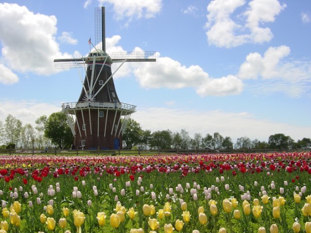 Hamparan bunga tulip di Windmil Island Gardens, Holland, Michigan (MI) - Amerika Serikat (sumber: www.tuliptime.com)