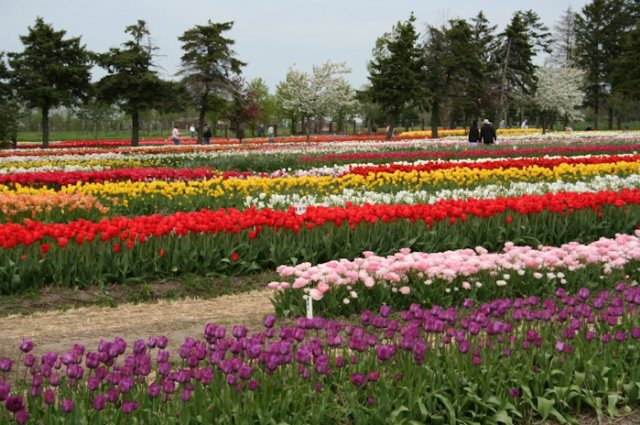 Tulip Time Festival Menikmati Musim Semi Belanda Di Negeri Paman Sam Kumparan Com
