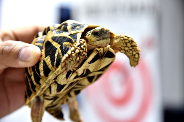 Barang bukti kura-kura sulcata yang ditemukan petugas Bea Cukai Bandara Internasional Ninoy Aquino. Foto: BUREAU OF CUSTOMS, PHILIPPINES via REUTERS