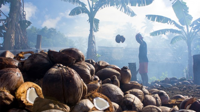 Salah satu pekerja kelapa sedang membuat kopra di Morotai. Foto: Faris Bobero/cermat