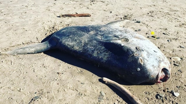 Ikan Mola-mola terdampar di pantai California, AS. Foto: Coal Oil Point Reserve via Facebook