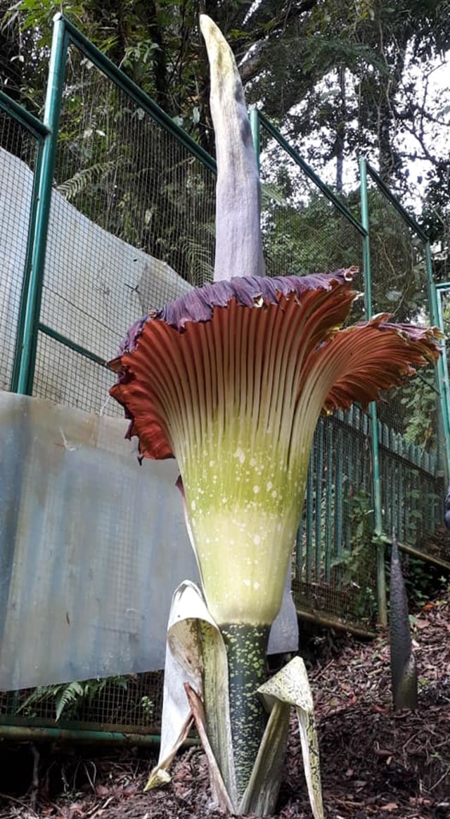 Langka Sekuntum Bunga Bangkai Di Cibodas Mekar Ramadhan Ini