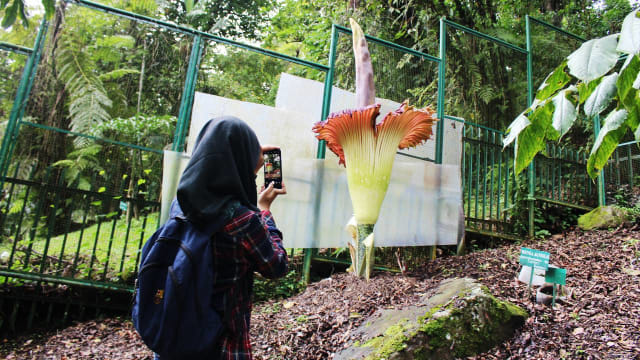 Bunga bangkai sedang mekar di Kebun Raya Cibodas Foto: Trisno Utomo/Humas Kebun Raya Cibodas LIPI
