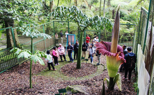 Jarang Bunga Bangkai Langka Sedang Mekar Di Kebun Raya Cibodas Kumparan Com